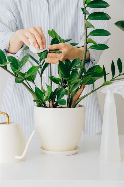 金枝玉葉植物風水|風水植物｜不只富貴竹！7款招財/招桃花植物推介+不 